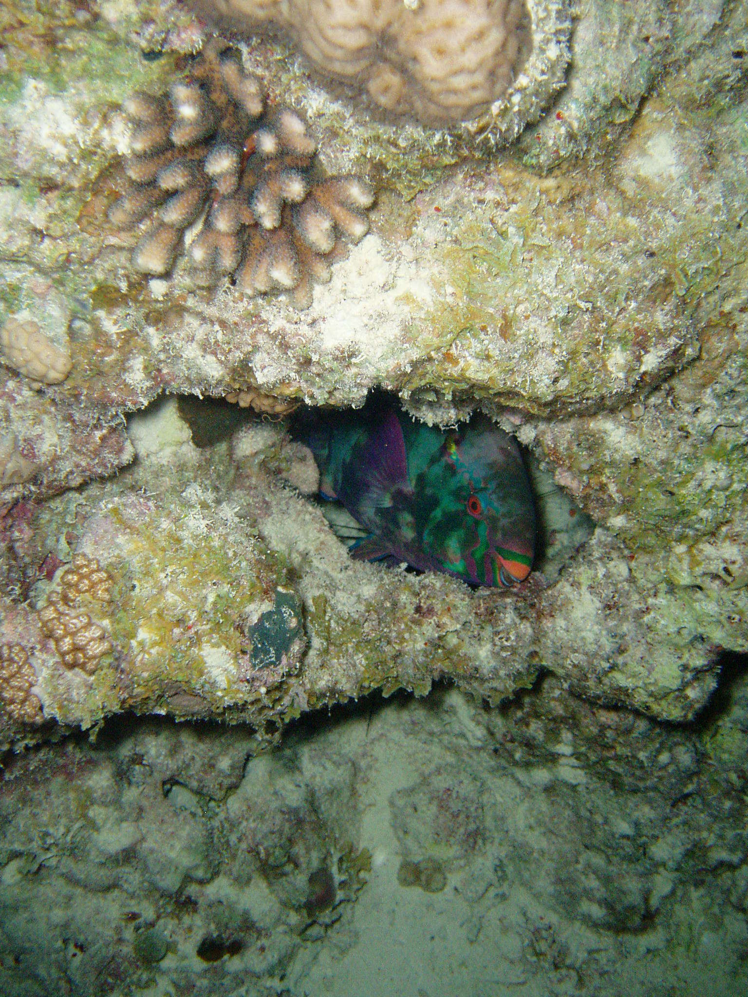 Image of Dusky parrotfish