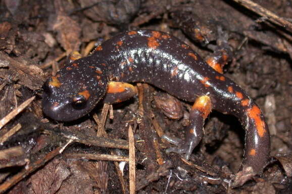 Image de Ensatina eschscholtzii Gray 1850