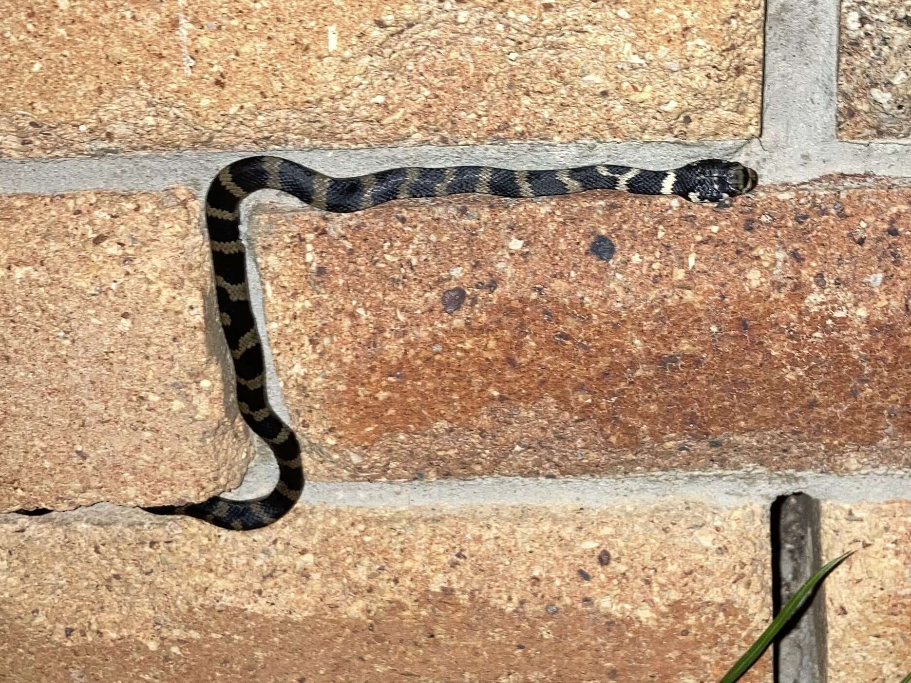 Image of Stephens's Banded Snake