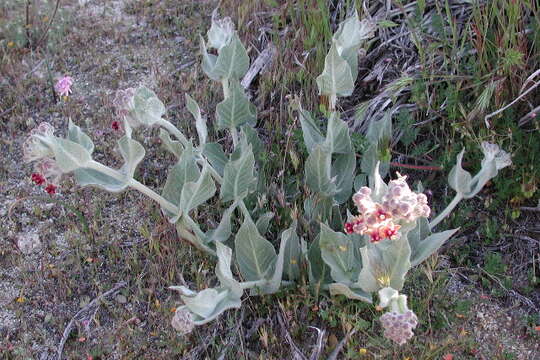 Imagem de Asclepias californica Greene