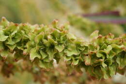 Rumex stenophyllus Ledeb. resmi