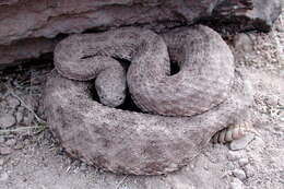 صورة Crotalus mitchellii (Cope 1861)