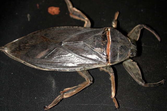 Image of Lethocerus medius (Guérin-Méneville 1857)