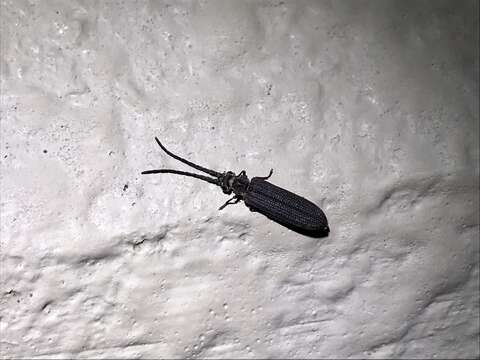 Image of Reticulated beetle