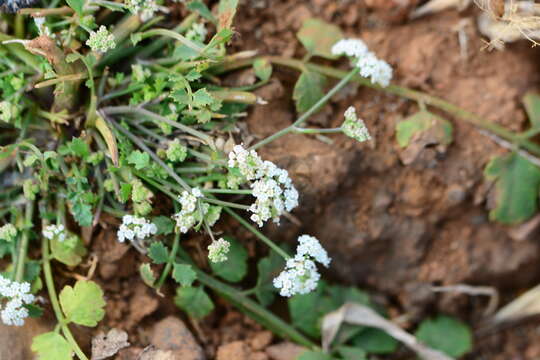 Image of Pimpinella adscendens Dalz.