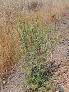 Image of Maltese star-thistle