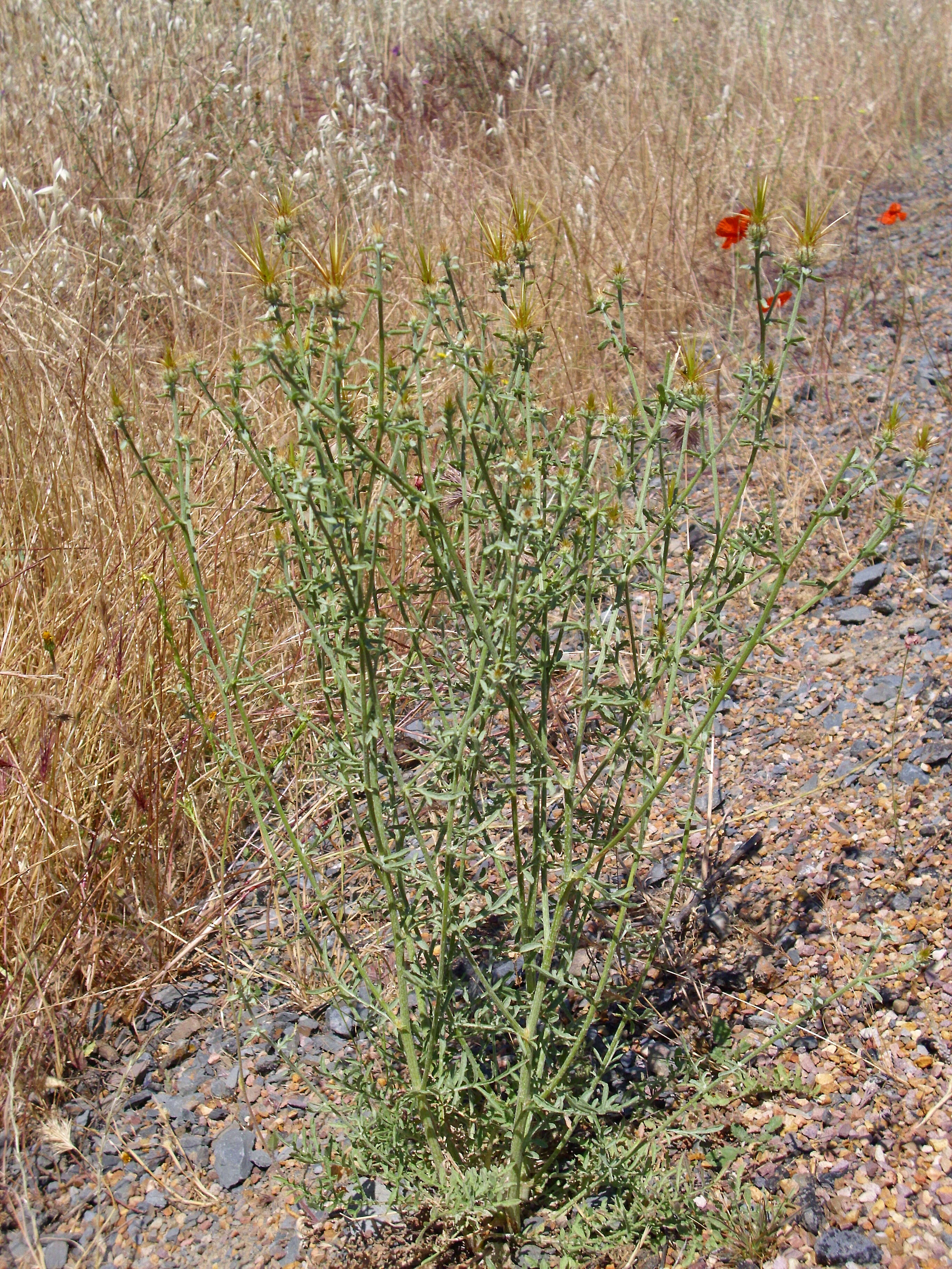 Image of Maltese star-thistle