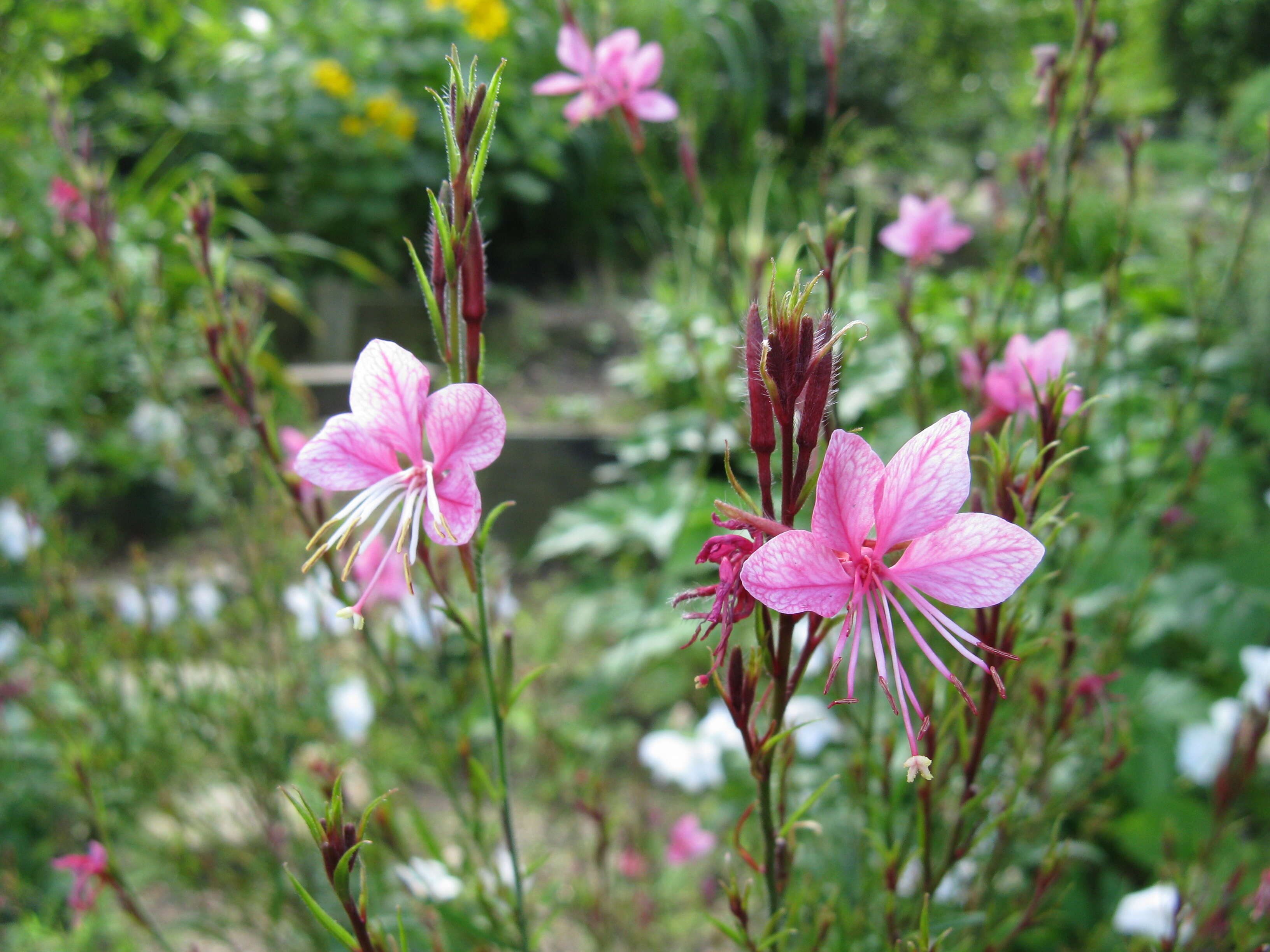 Image of Lindheimer's beeblossom