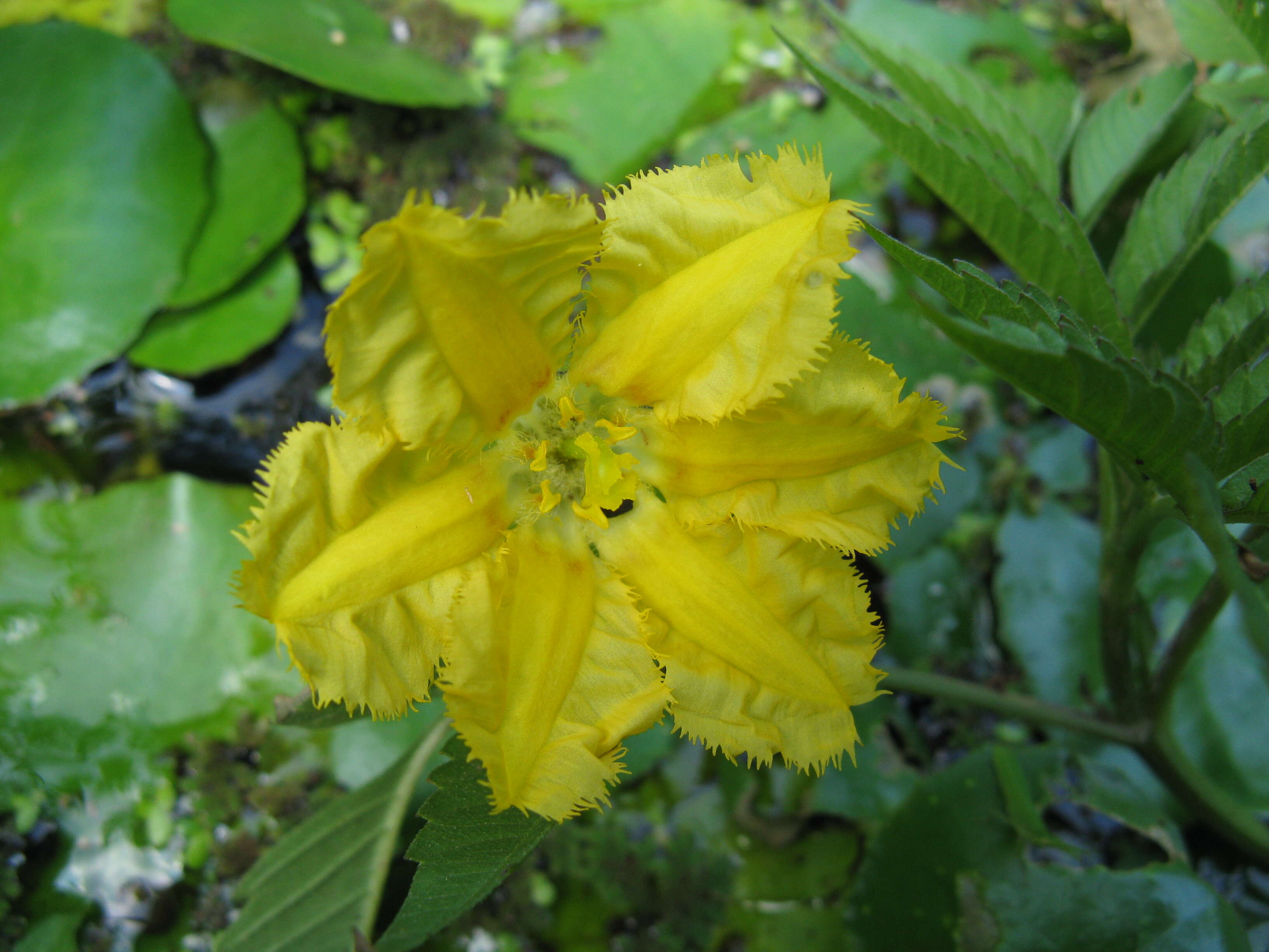 Image of yellow floatingheart