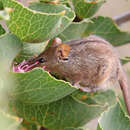 صورة Tarsipes rostratus Gervais & Verreaux 1842