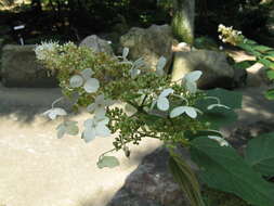 Image of panicled hydrangea