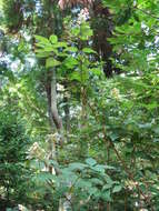 Image of panicled hydrangea