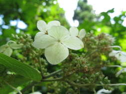 Image of panicled hydrangea