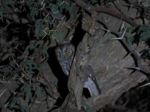 Image of African Scops Owl