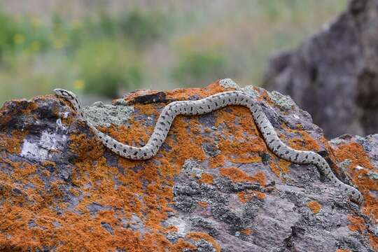 Image of Spotted Wipe Snake