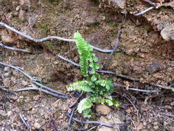 Lindsaea orbiculata (Lam.) Mett. ex Kuhn的圖片