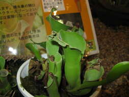 Image of Heliamphora minor Gleason