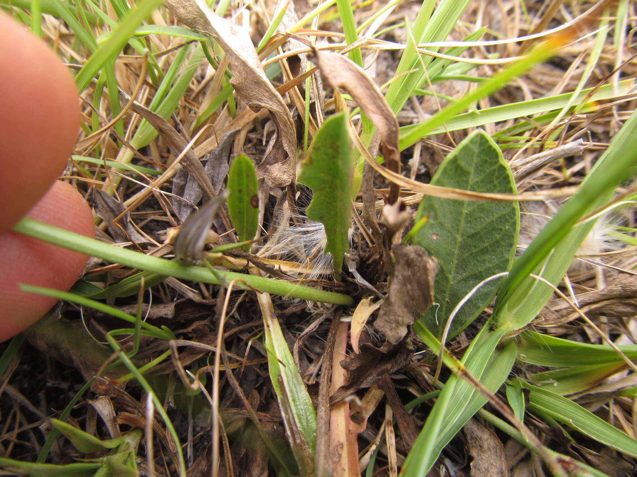 Image of Hypochaeris grisebachii Cabrera