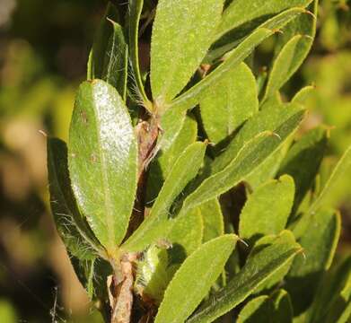 Image of Otholobium obliquum (E. Mey.) C. H. Stirt.