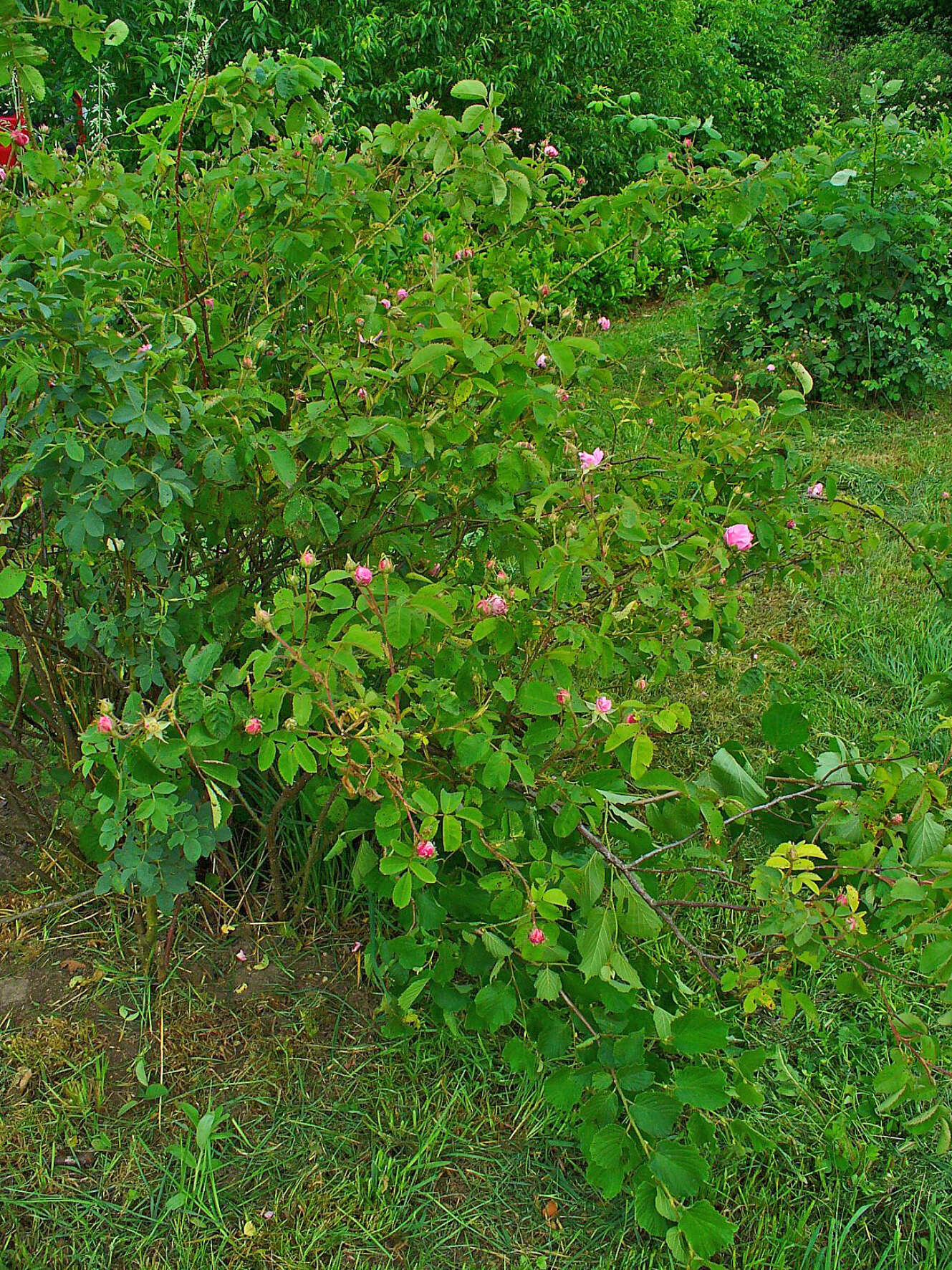 Image of cabbage rose