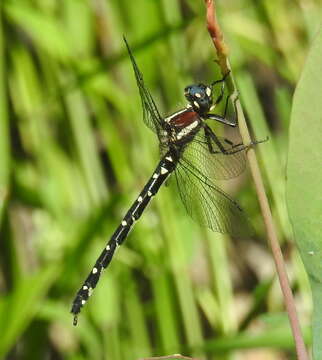 Image of Eusynthemis guttata (Selys 1871)