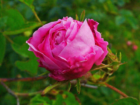 Image of cabbage rose