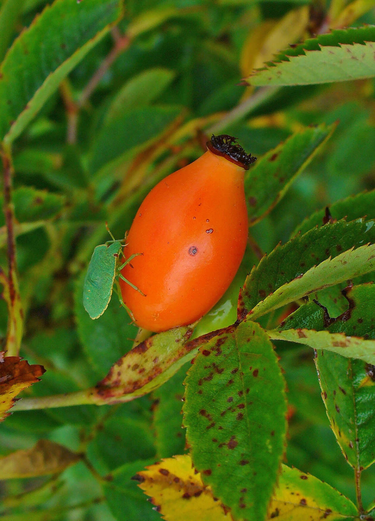 Image of cabbage rose