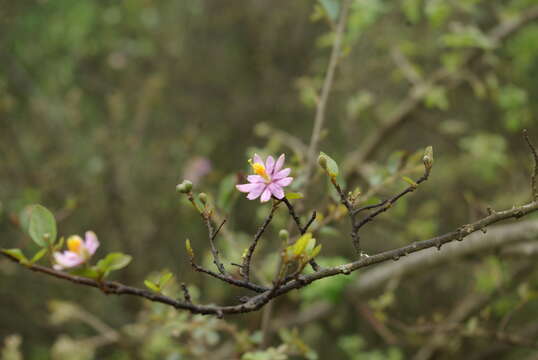 Image of Karoo Cross Berry