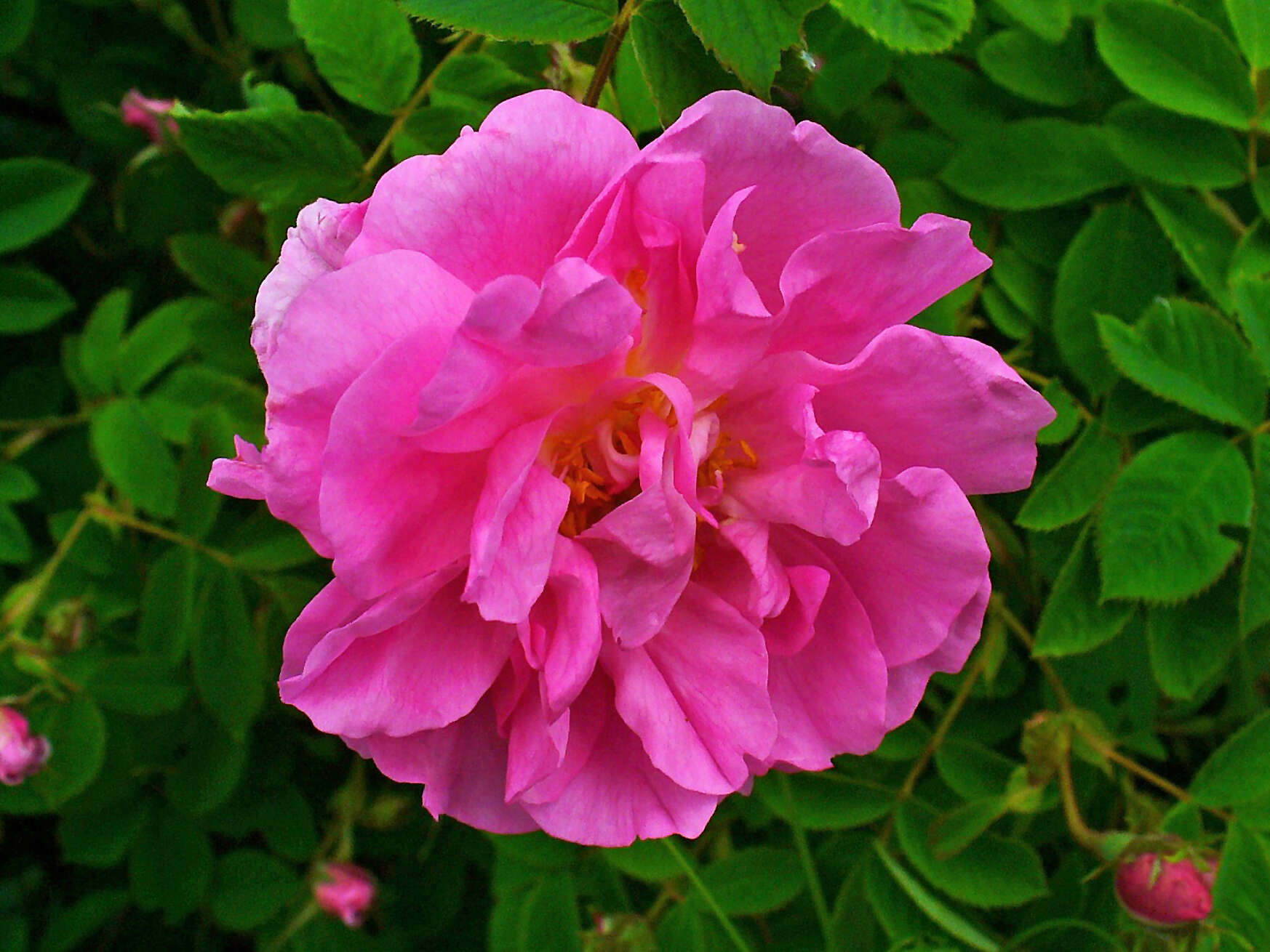 Image of damask rose