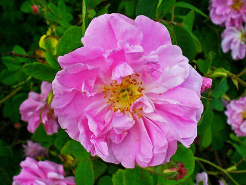 Image of damask rose