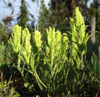 Image of <i>Castilleja <i>pilosa</i></i> var. pilosa