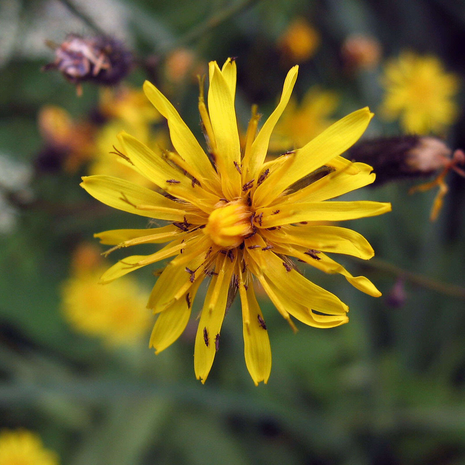 Image of narrowleaf hawksbeard