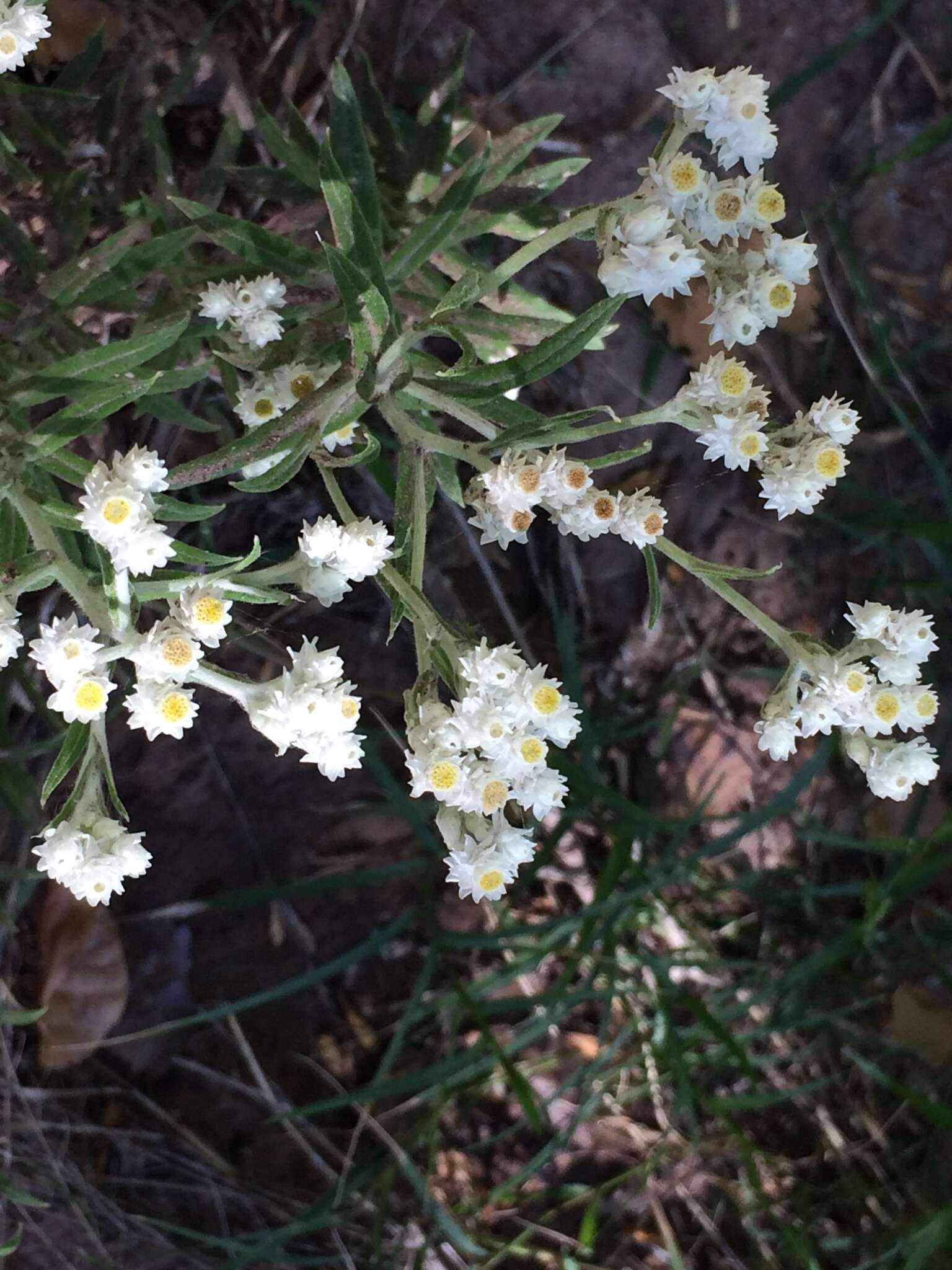 Слика од Pseudognaphalium leucocephalum (A. Gray) A. A. Anderberg