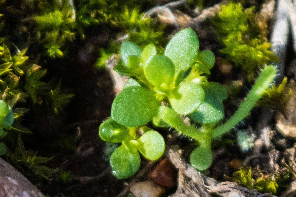 Image of Chaffweed