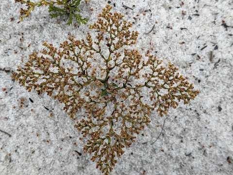 Image of paper nailwort