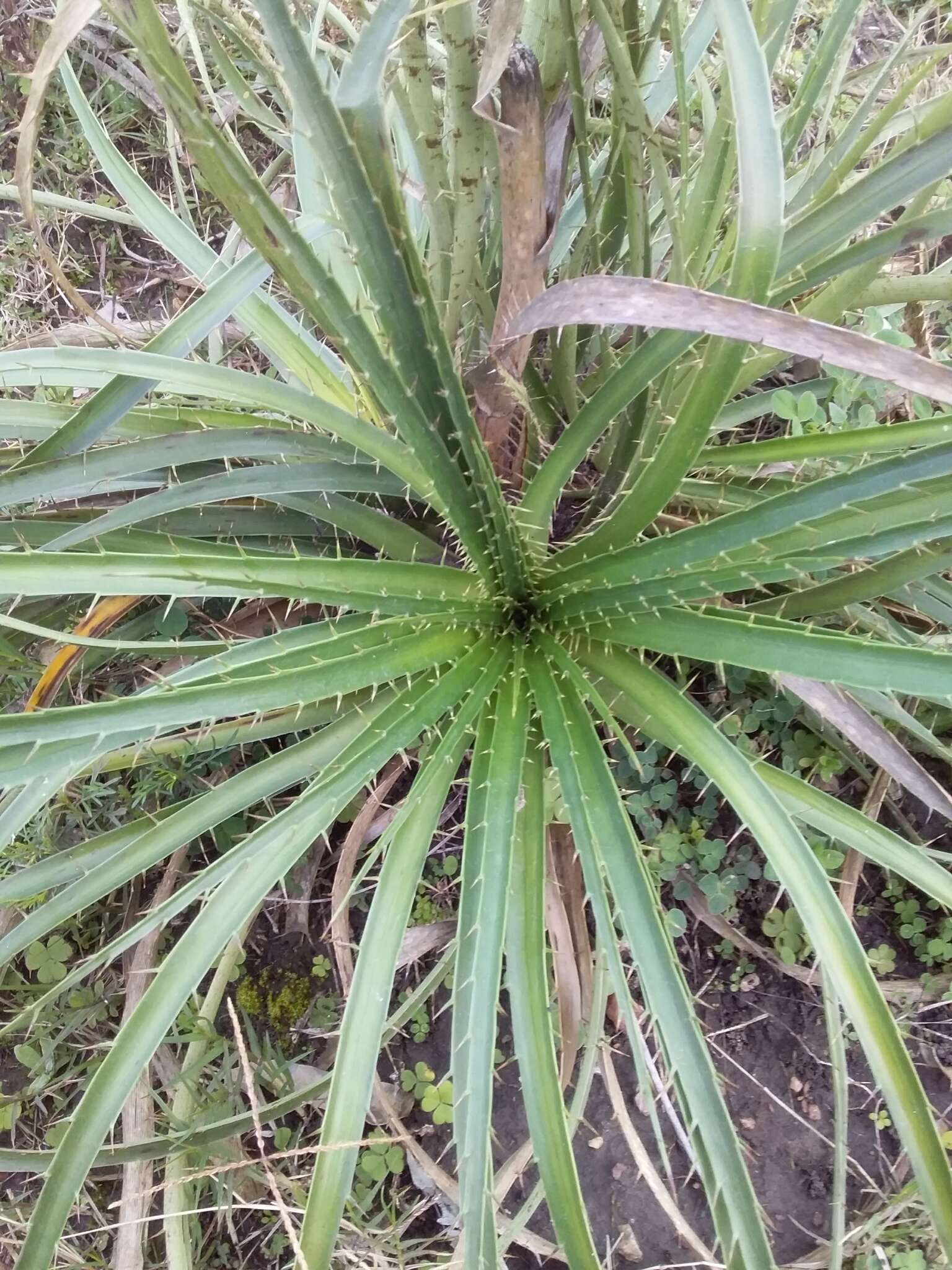 Image of Eryngium horridum Malme