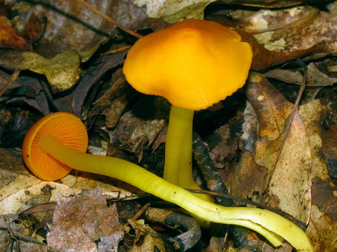 Image of <i>Humidicutis marginata</i> (Peck) Singer 1959