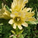 Image of Gentiana burseri subsp. burseri