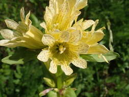 Image of Gentiana burseri subsp. burseri