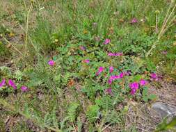 Image of Edwards Plateau hoarypea