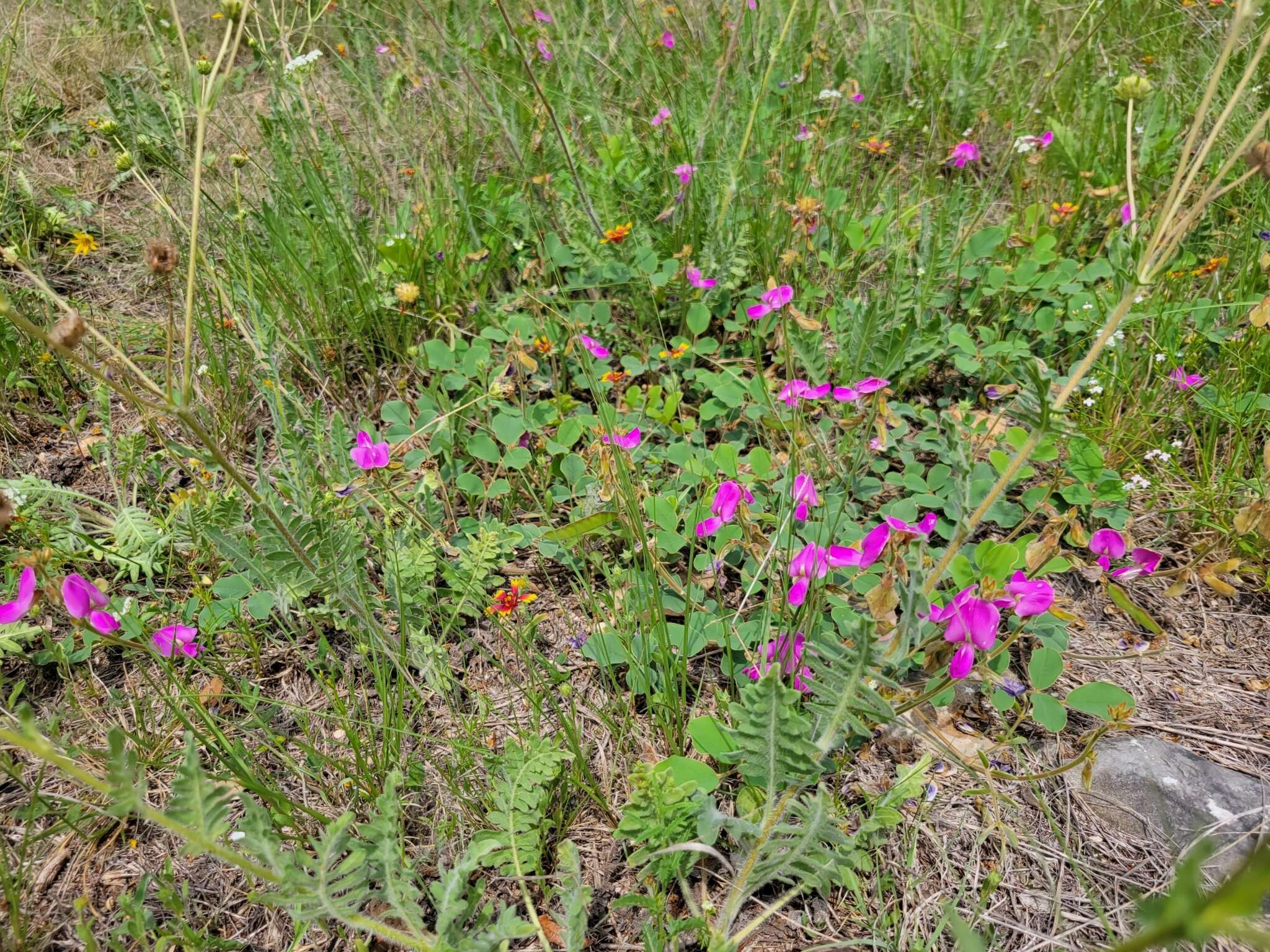 Image of Edwards Plateau hoarypea