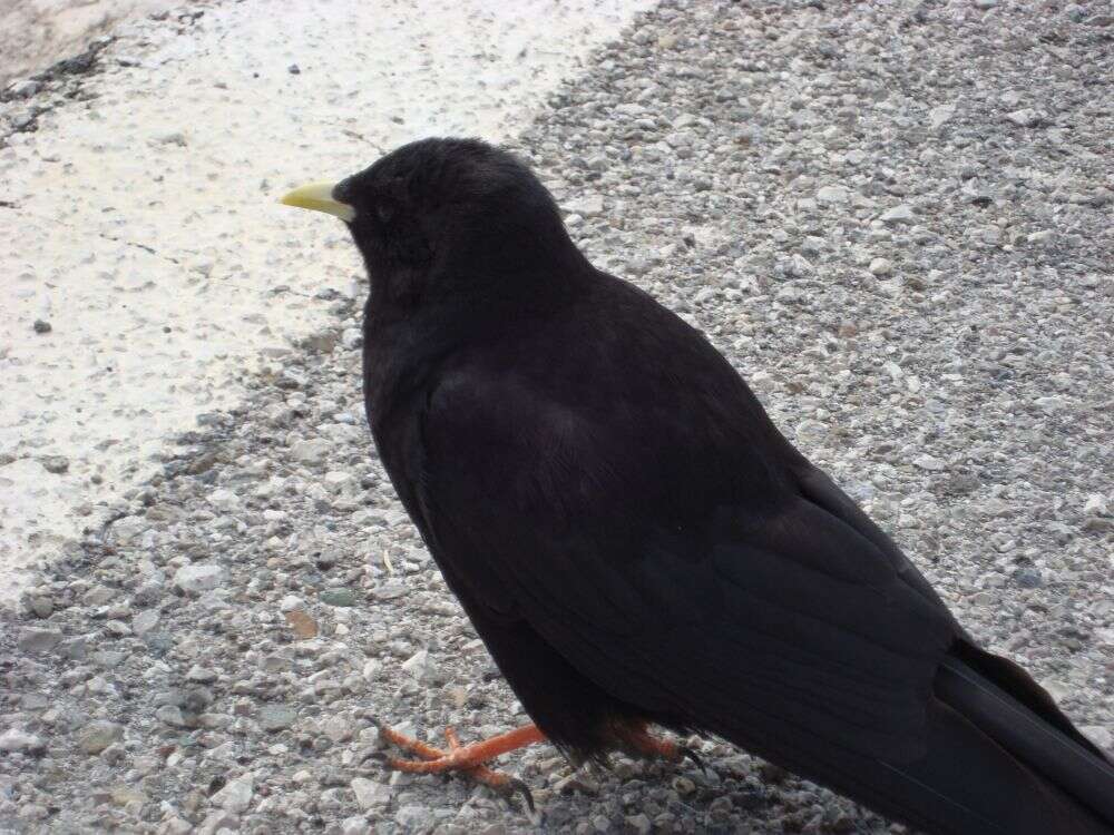 Image of Alpine Chough