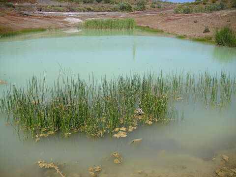 Image of Common Spike-rush