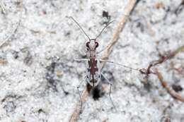 Image of Moustached Tiger Beetle