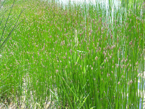 Image of Common Spike-rush