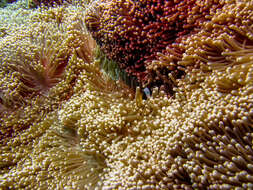 Image of merten's carpet anemone