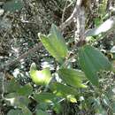 Image of Passiflora bogotensis Benth.