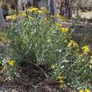 Senecio magnificus F. Müll. resmi