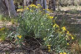 Image of tall yellowtop