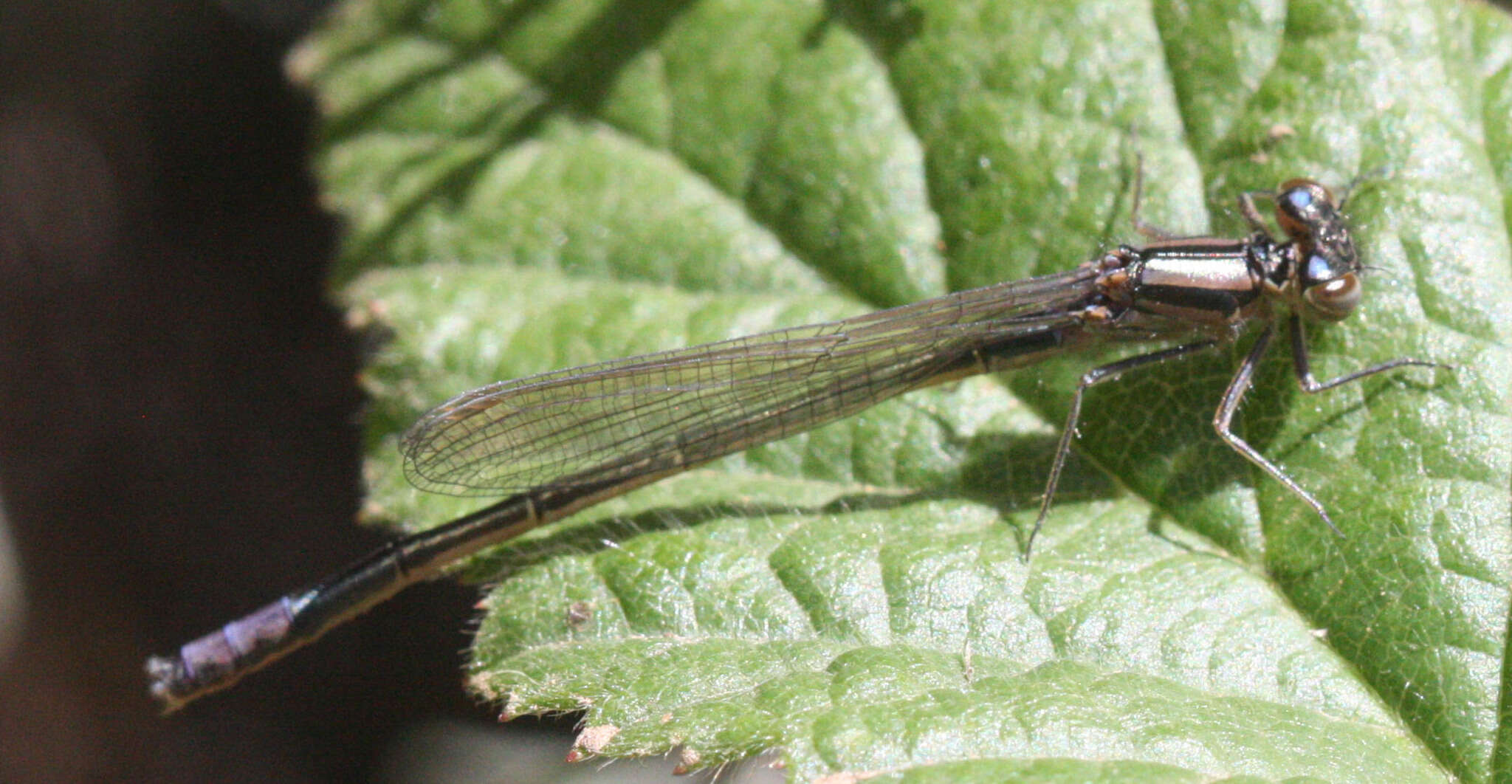 Image of Ischnura erratica Calvert 1895